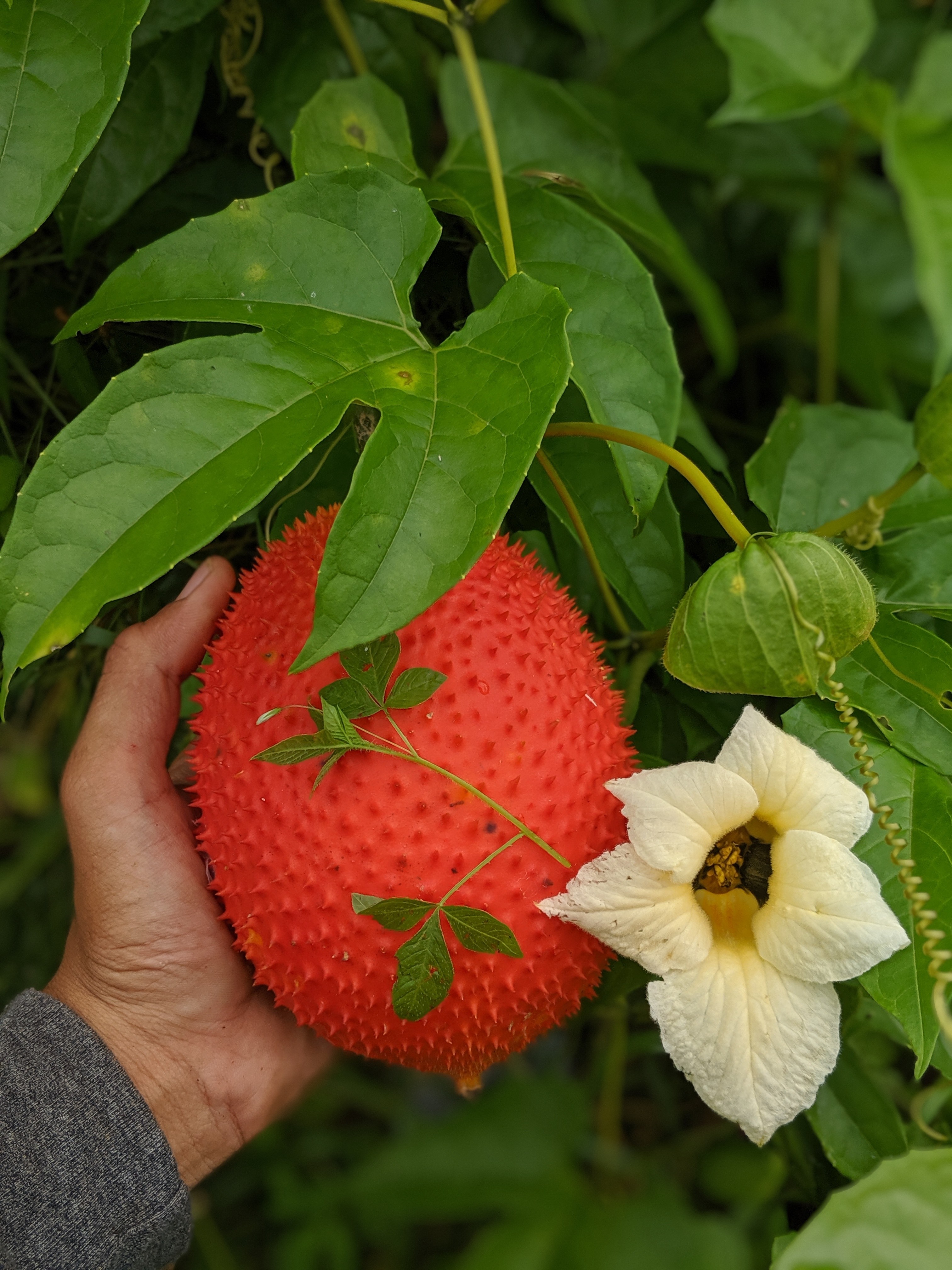 Hand holding a ripe red gac fruit with white gac flower