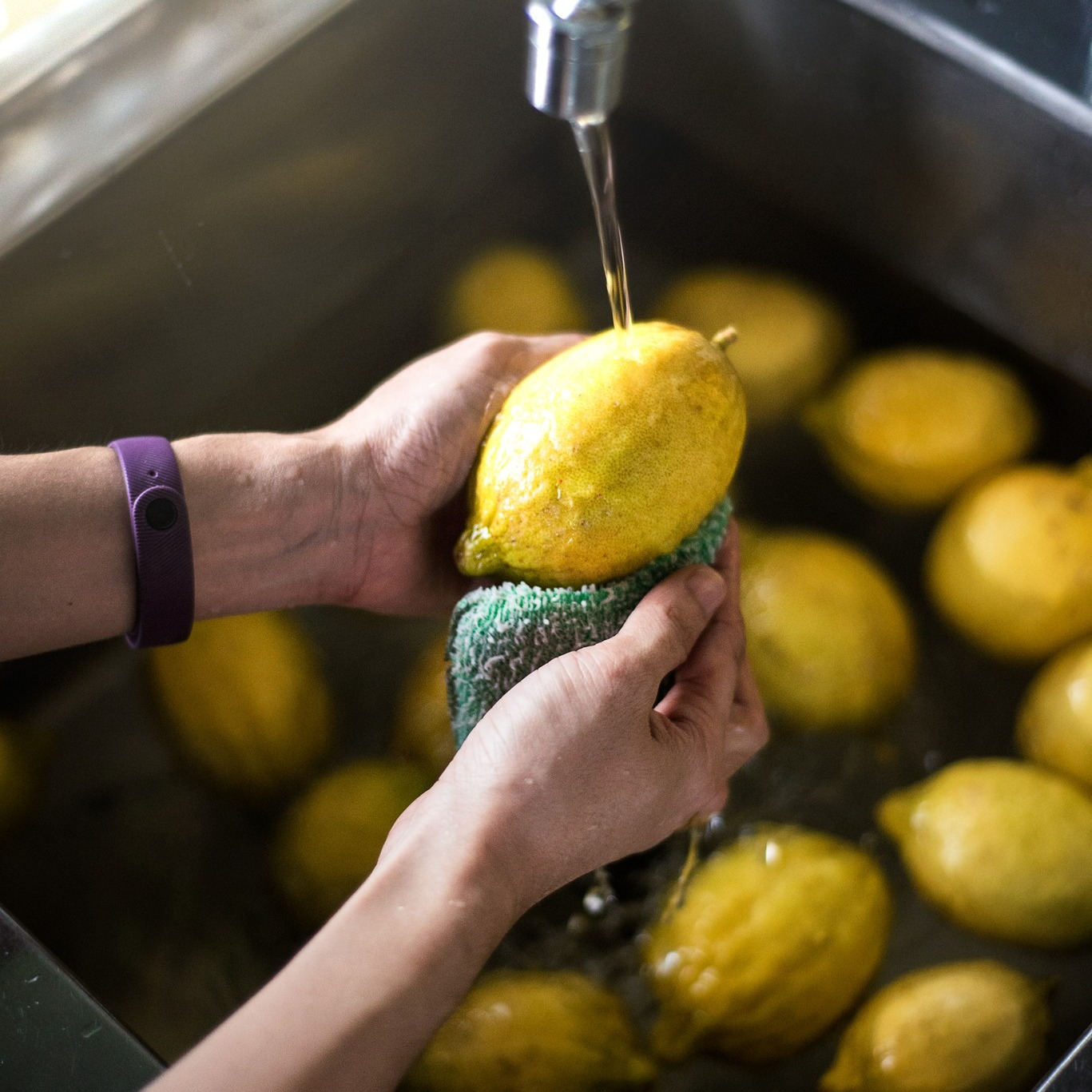 Freshly harvested lemons held against palm fronds