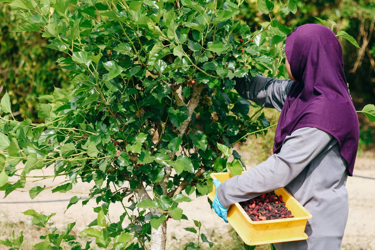 Farm worker harvesting fresh mulberries into a yellow tray