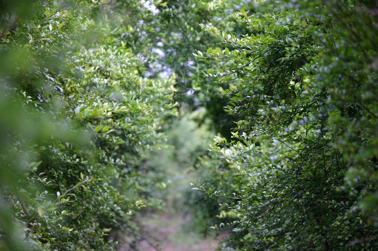 NCIA delegation visit to Superfruits Valley farm, Chuping Perlis