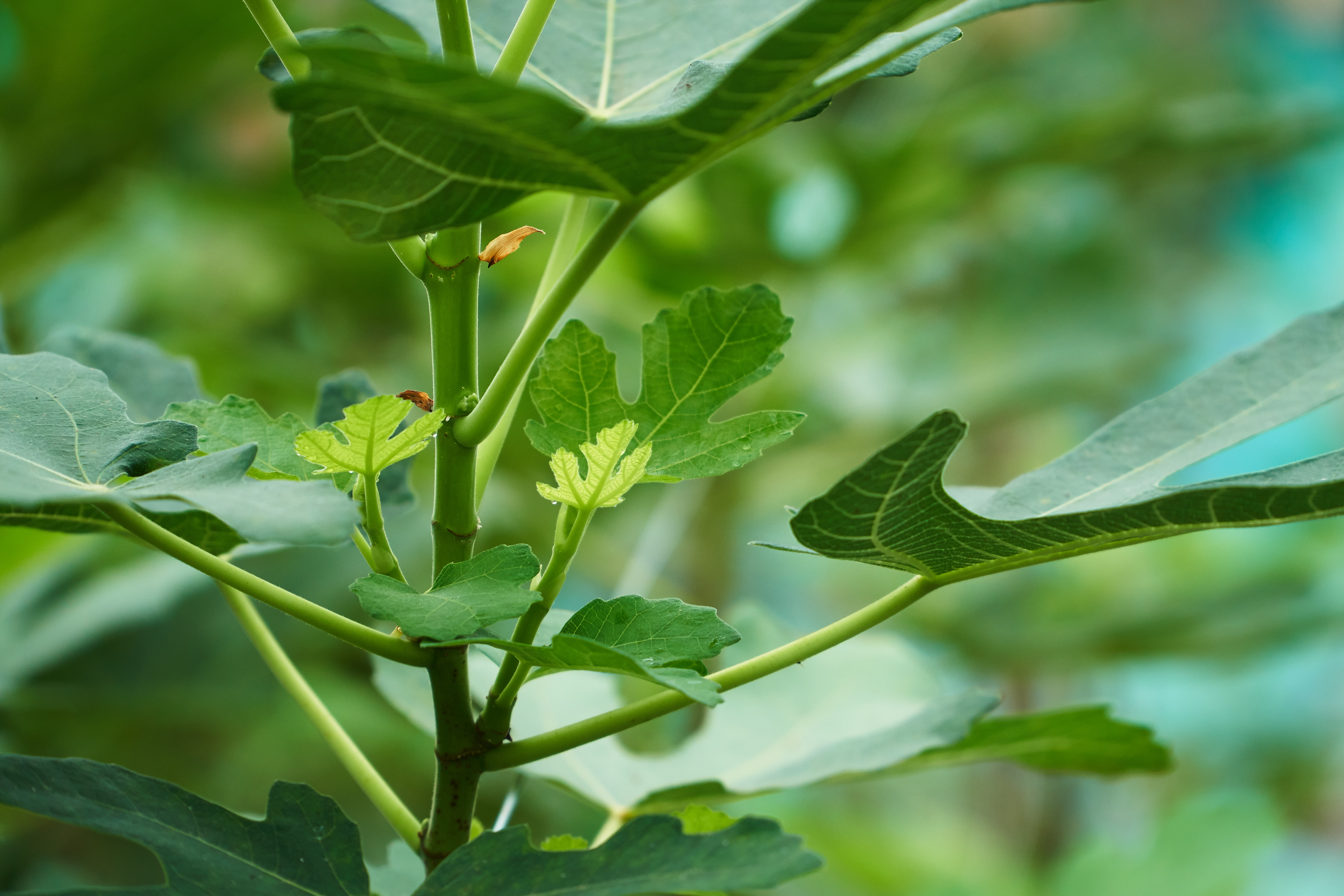 Fig branch with new growth in the Superfruits Valley greenhouse