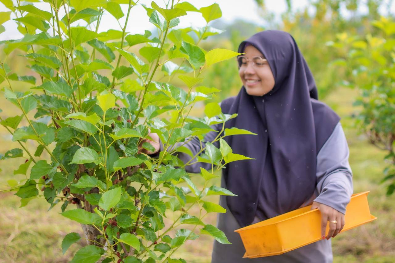 Farm team member harvesting mulberries with a yellow tray